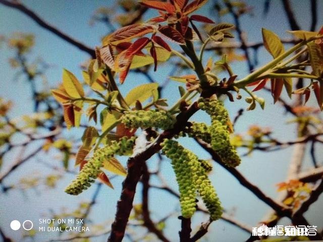 什么季节嫁接核桃最佳，怎样嫁接