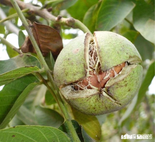 什么季节嫁接核桃最佳，怎样嫁接