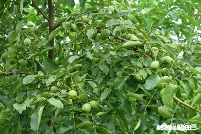 什么季节嫁接核桃最佳，怎样嫁接