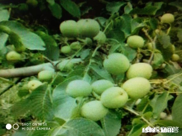 什么季节嫁接核桃最佳，怎样嫁接