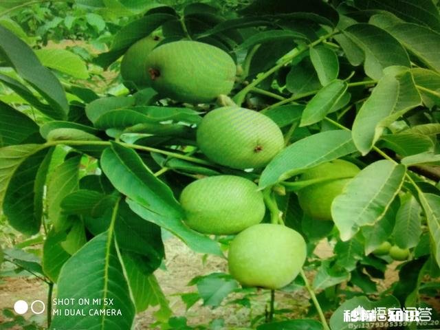 什么季节嫁接核桃最佳，怎样嫁接