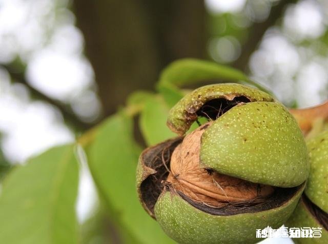什么季节嫁接核桃最佳，怎样嫁接