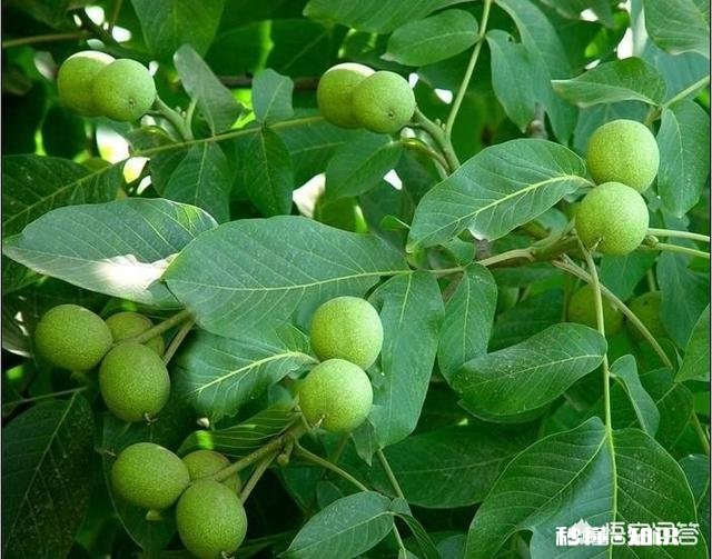 什么季节嫁接核桃最佳，怎样嫁接