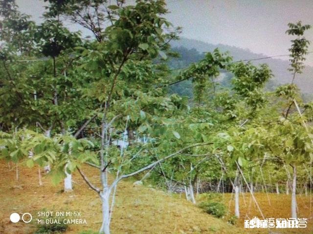 什么季节嫁接核桃最佳，怎样嫁接