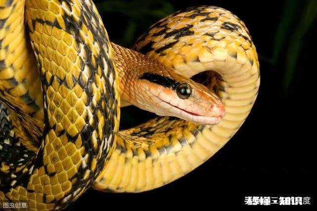为什么菜花蛇又叫臭蛇，农民不喜欢呢