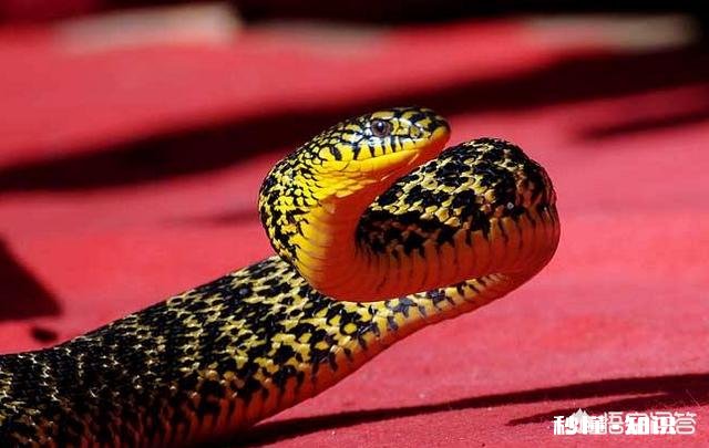 为什么菜花蛇又叫臭蛇，农民不喜欢呢