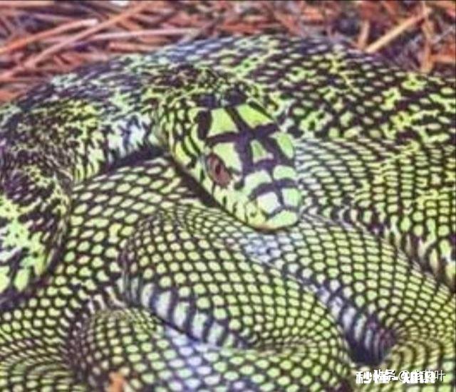 为什么菜花蛇又叫臭蛇，农民不喜欢呢