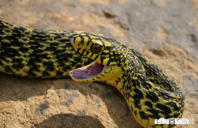 为什么菜花蛇又叫臭蛇，农民不喜欢呢