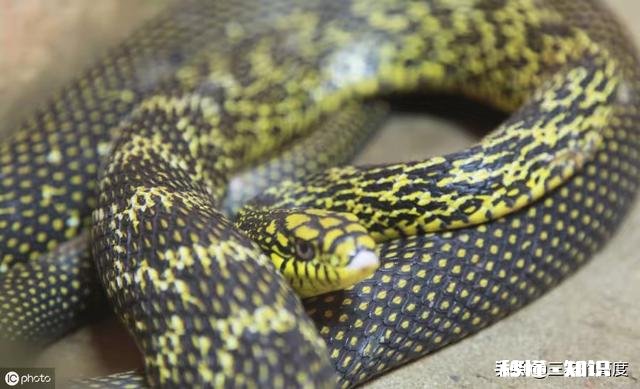 为什么菜花蛇又叫臭蛇，农民不喜欢呢