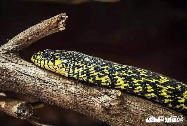 为什么菜花蛇又叫臭蛇，农民不喜欢呢