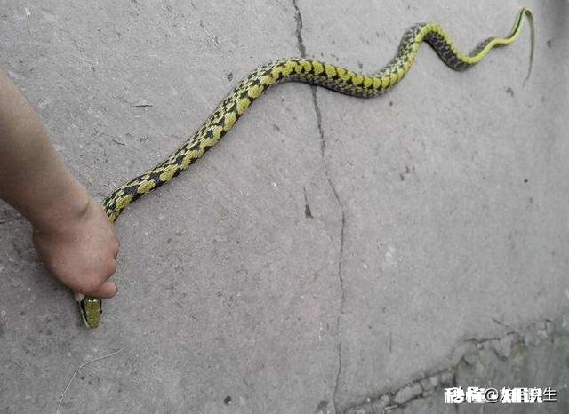 为什么菜花蛇又叫臭蛇，农民不喜欢呢