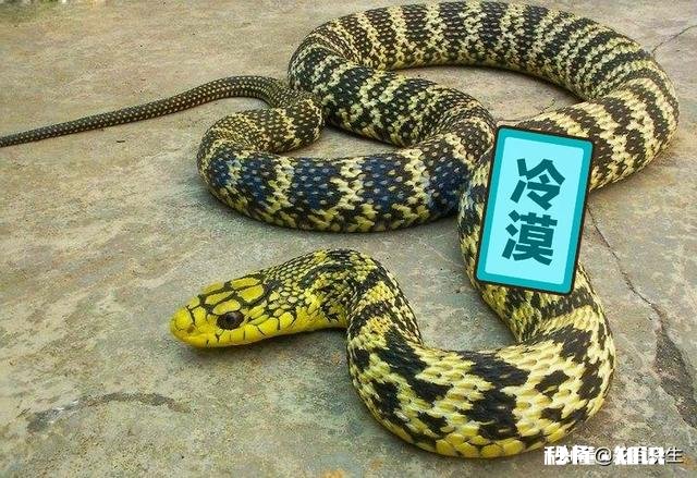 为什么菜花蛇又叫臭蛇，农民不喜欢呢