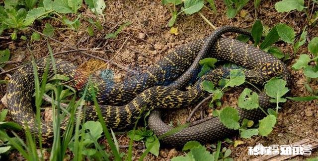 为什么菜花蛇又叫臭蛇，农民不喜欢呢