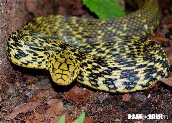 为什么菜花蛇又叫臭蛇，农民不喜欢呢