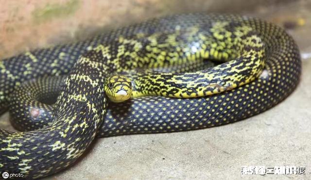 为什么菜花蛇又叫臭蛇，农民不喜欢呢