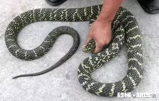 为什么菜花蛇又叫臭蛇，农民不喜欢呢