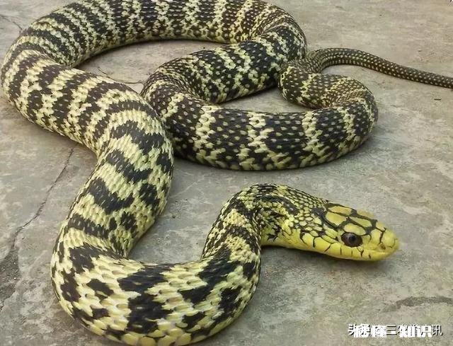 为什么菜花蛇又叫臭蛇，农民不喜欢呢