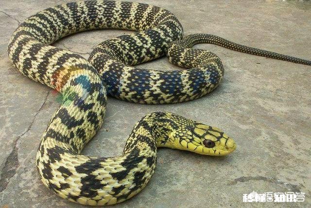 为什么菜花蛇又叫臭蛇，农民不喜欢呢