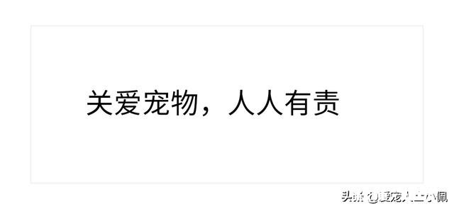 收养一条流浪狗,但是它不吃狗粮和猫粮,我平时喂点啥好呢