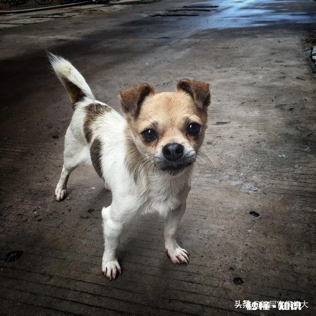 收养一条流浪狗,但是它不吃狗粮和猫粮,我平时喂点啥好呢