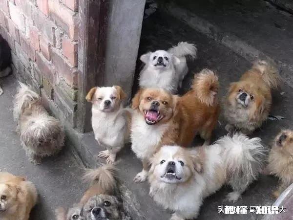 收养一条流浪狗,但是它不吃狗粮和猫粮,我平时喂点啥好呢