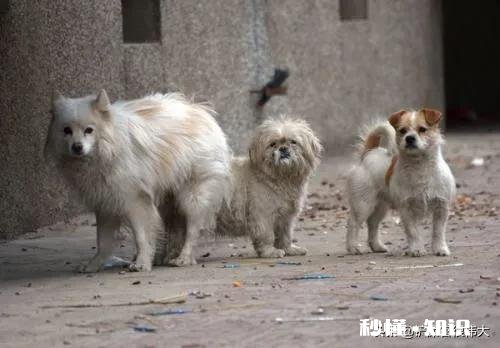 收养一条流浪狗,但是它不吃狗粮和猫粮,我平时喂点啥好呢