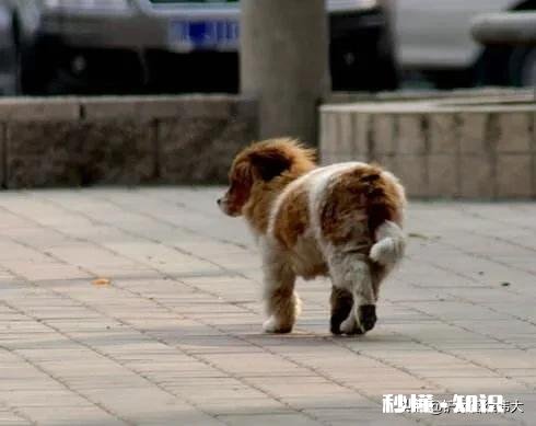 收养一条流浪狗,但是它不吃狗粮和猫粮,我平时喂点啥好呢