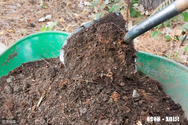 茉莉花可以用没有经过腐熟的松针土吗