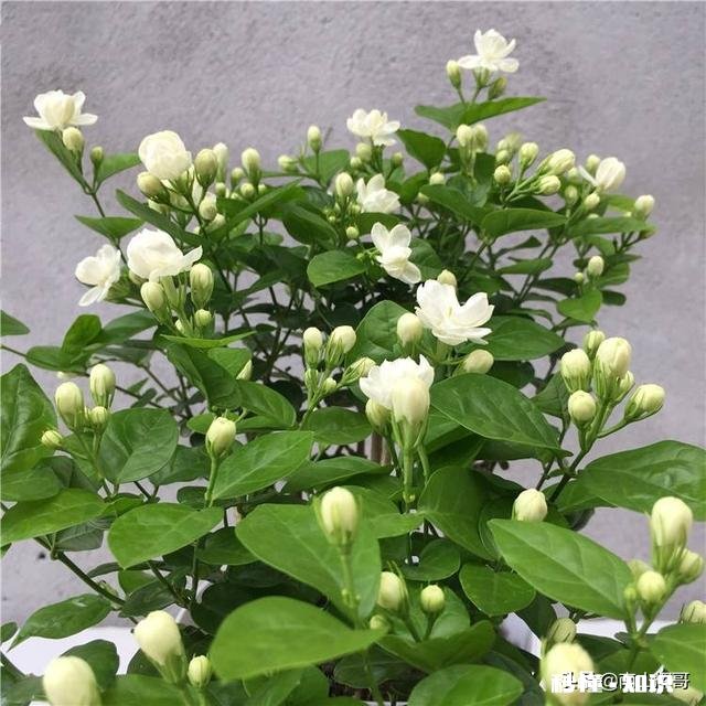 茉莉花可以用没有经过腐熟的松针土吗