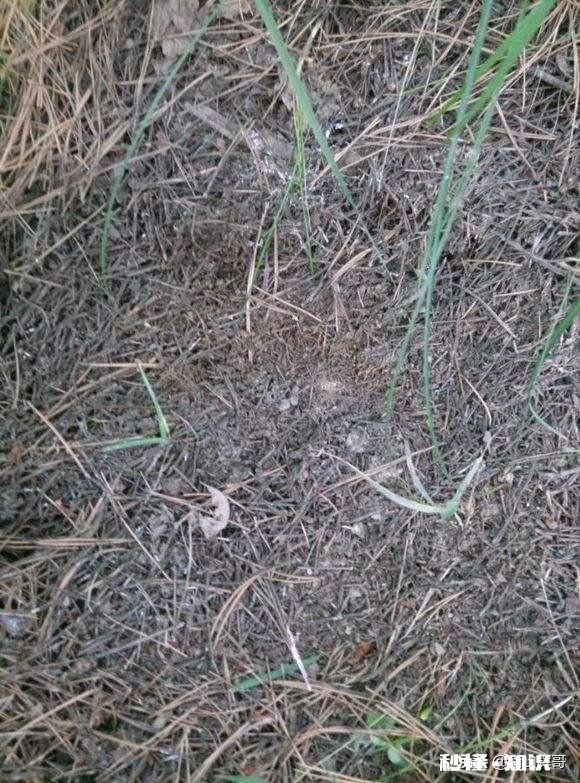 茉莉花可以用没有经过腐熟的松针土吗