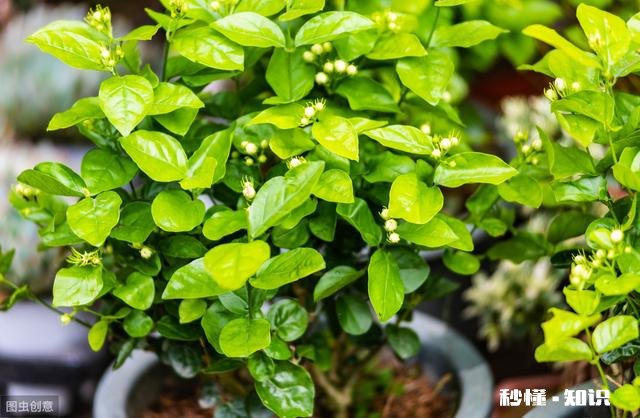 茉莉花可以用没有经过腐熟的松针土吗