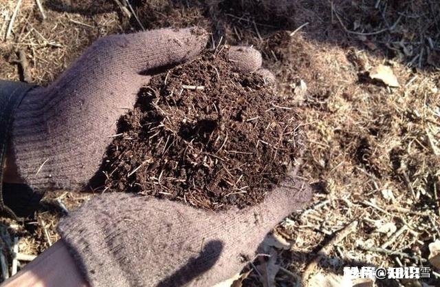 茉莉花可以用没有经过腐熟的松针土吗