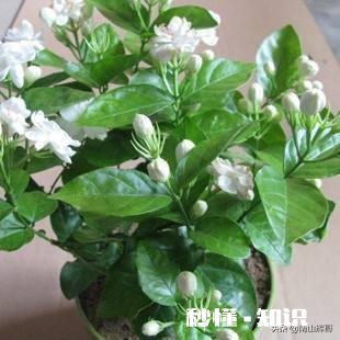 茉莉花可以用没有经过腐熟的松针土吗