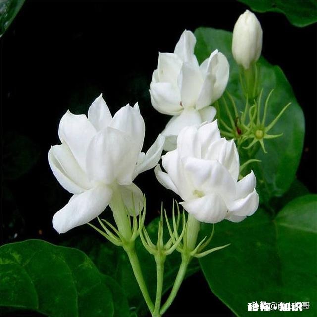 茉莉花可以用没有经过腐熟的松针土吗