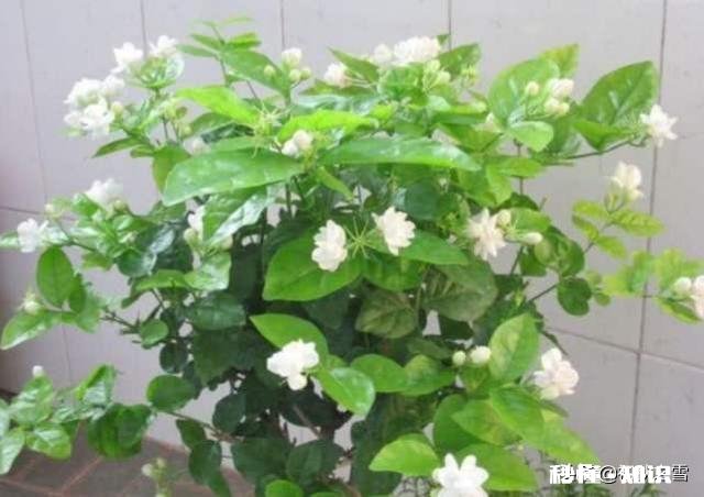 茉莉花可以用没有经过腐熟的松针土吗