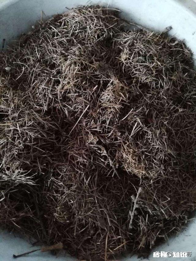 茉莉花可以用没有经过腐熟的松针土吗