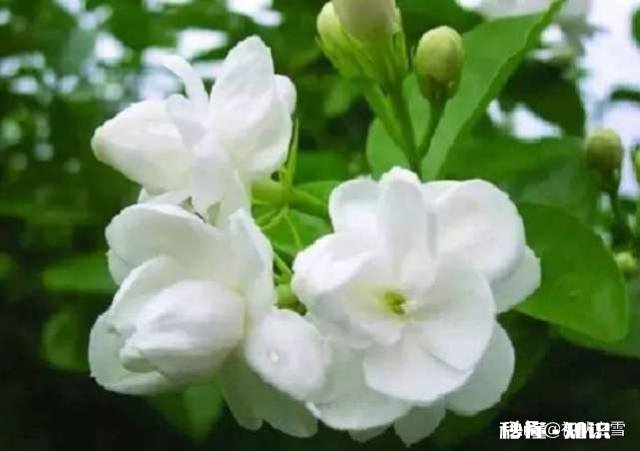 茉莉花可以用没有经过腐熟的松针土吗