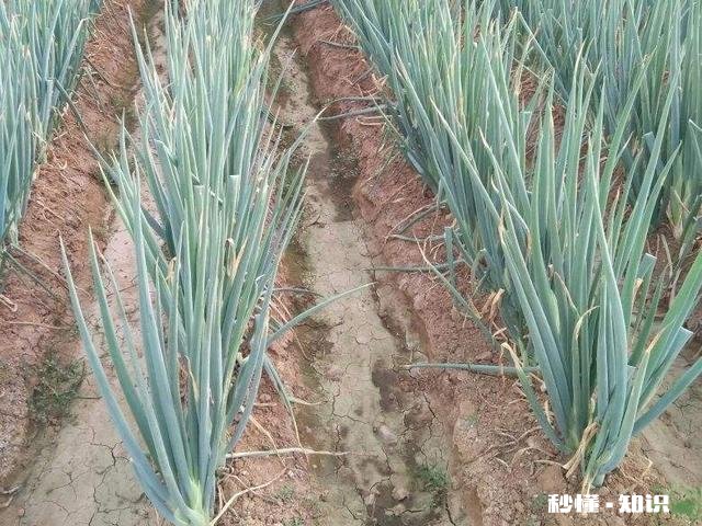 秋天栽葱用什么品种好