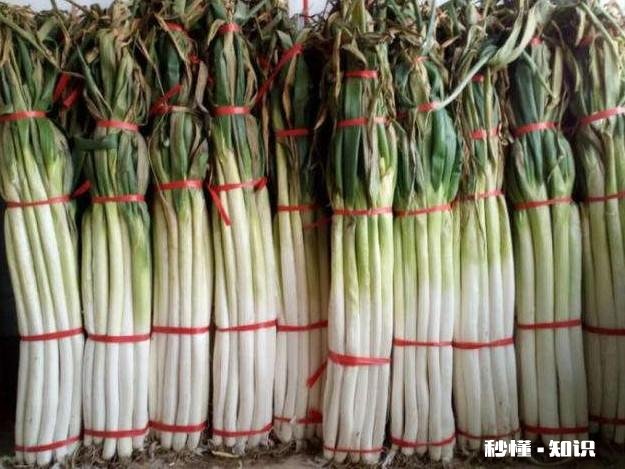 秋天栽葱用什么品种好