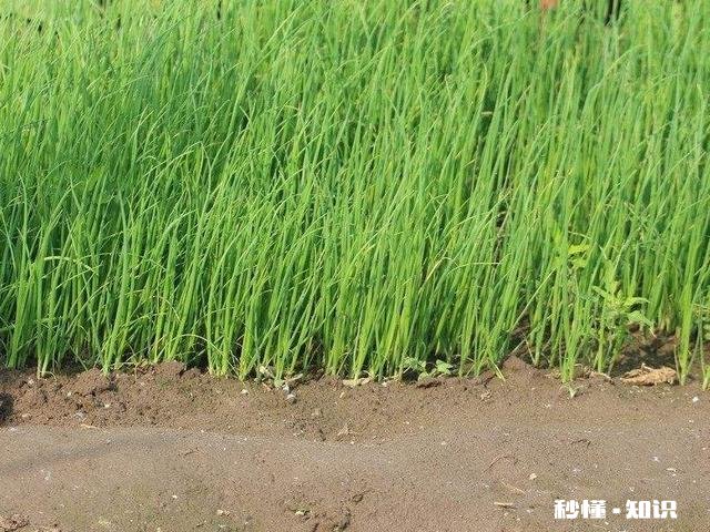 秋天栽葱用什么品种好