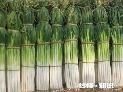 秋天栽葱用什么品种好