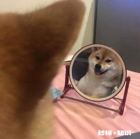 镜子和照相机里面的自己为什么不一样。照相机里面的好丑。哪一个是真实的自己