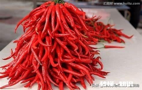 吃辣椒过敏怎么办