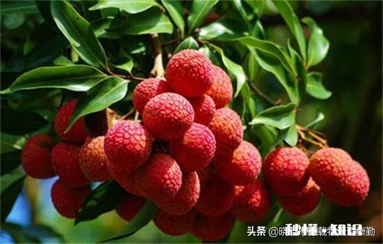 吃辣椒过敏怎么办