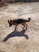 现在的国产狗粮、猫粮、猫狗用品以及玩具有哪些优缺点，跟进口的区别在哪些方面