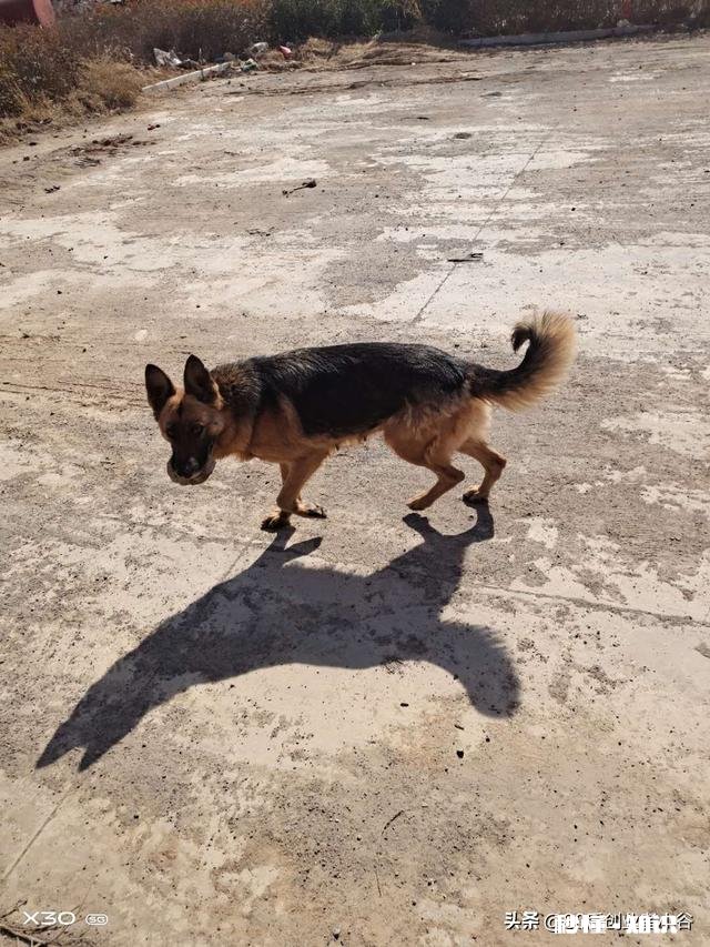 现在的国产狗粮、猫粮、猫狗用品以及玩具有哪些优缺点，跟进口的区别在哪些方面