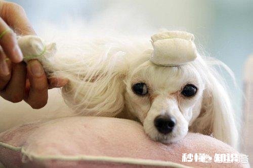 现在的国产狗粮、猫粮、猫狗用品以及玩具有哪些优缺点，跟进口的区别在哪些方面