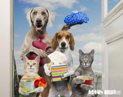 现在的国产狗粮、猫粮、猫狗用品以及玩具有哪些优缺点，跟进口的区别在哪些方面