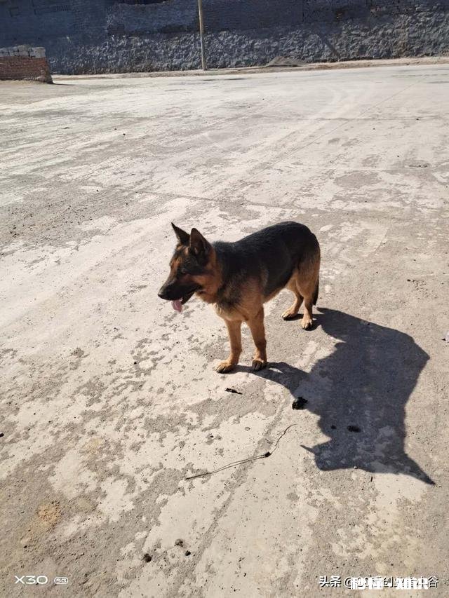 现在的国产狗粮、猫粮、猫狗用品以及玩具有哪些优缺点，跟进口的区别在哪些方面