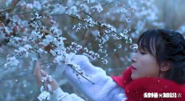 李子柒的生活是很多人向往的，虽然是设计好的，但如果每天过这样的生活，你愿意嘛